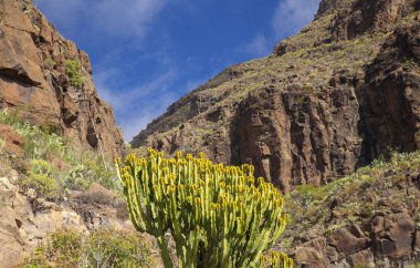 Gran Canaria, Şubat