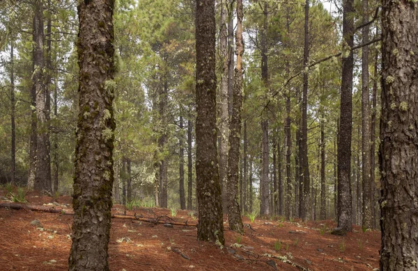 Gran Canaria, únor — Stock fotografie