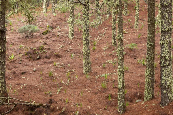 Gran Canaria, Şubat