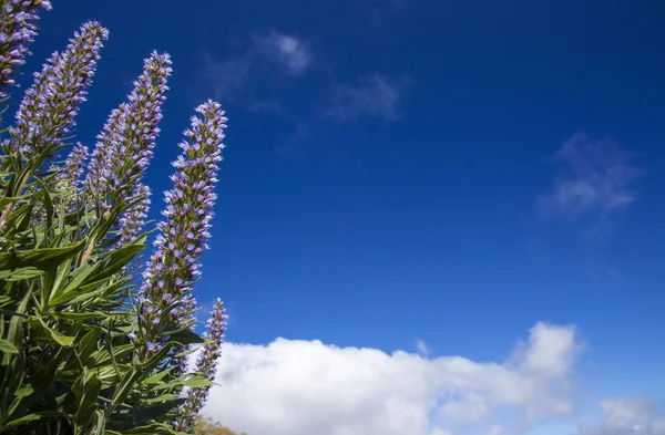 Flora von Gran Canaria - floraler Hintergrund mit Echiumkallithyren — Stockfoto