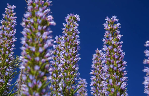 Gran Canaria - Echium callithyrs ile çiçek arka plan florası — Stok fotoğraf