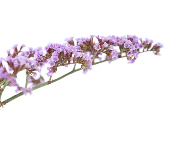 Flora of Gran Canaria - Limonium — Stock Photo, Image