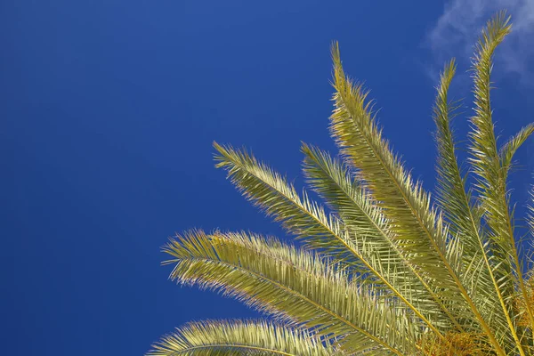 背景与棕榈树 — 图库照片