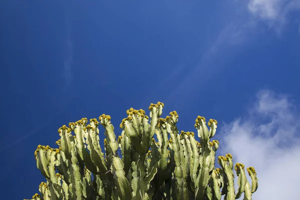 Background with candelabra tree — Stock Photo, Image