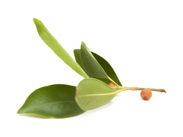 Small twig of Ficus microcarpa — Stock Photo, Image