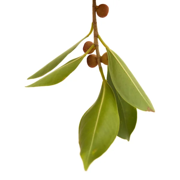 Small twig of Ficus microcarpa — Stock Photo, Image
