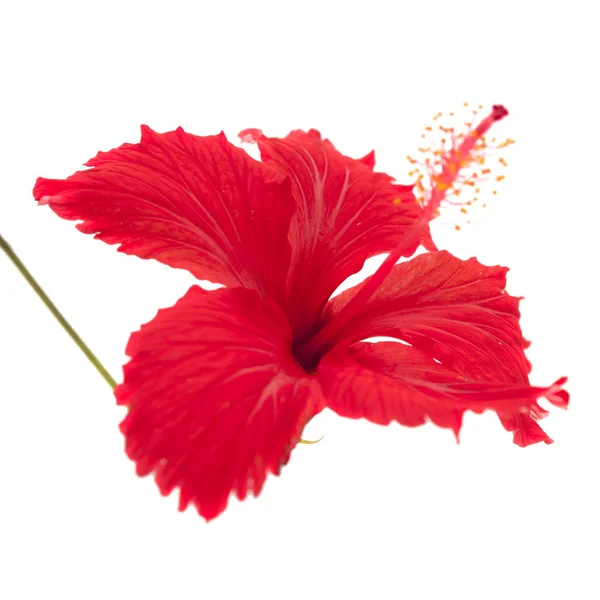 Hibiscus rosa sinensis — Fotografie, imagine de stoc