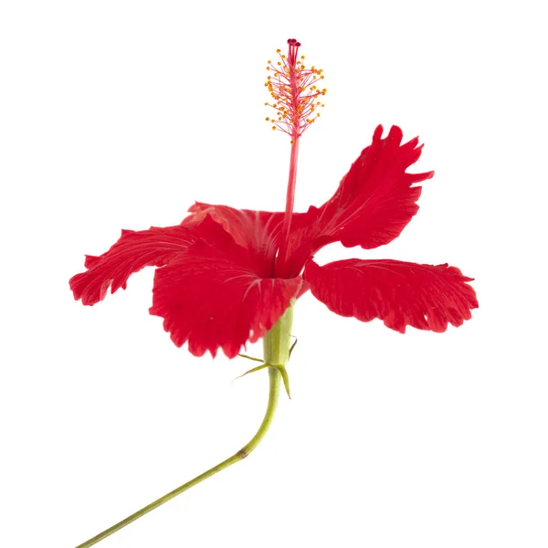 Hibiscus rosa-sinensis vermelho — Fotografia de Stock