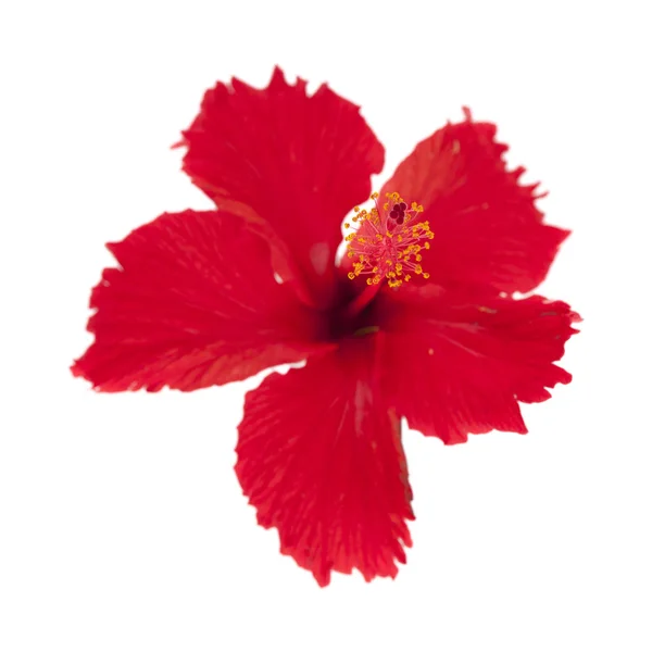 Hibiscus rosa-sinensis rouge — Photo