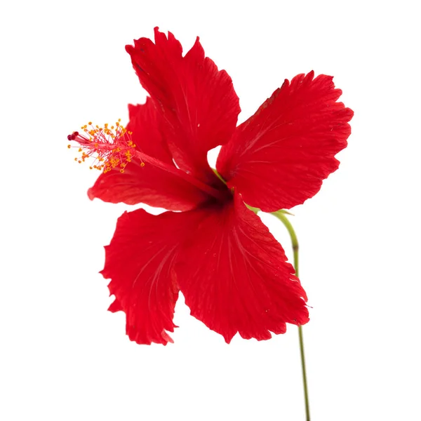 Hibiscus rosa-sinensis vermelho — Fotografia de Stock