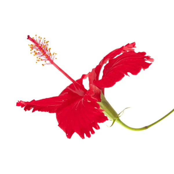 Hibiscus rosa-sinensis rouge — Photo