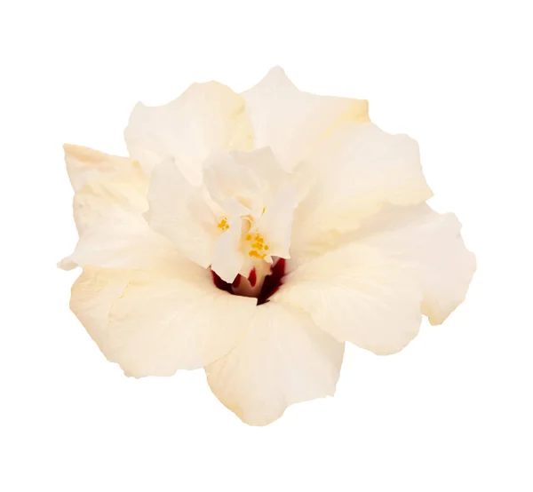 Bleke geel Hibiscus rosa-sinensis — Stockfoto