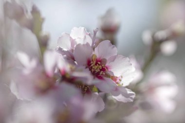 çiçekli badem arka plan