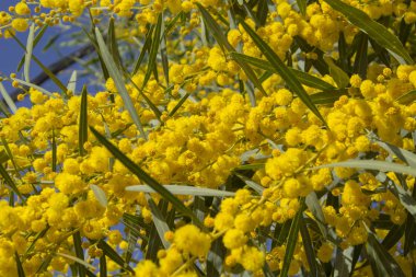 Akasya ile doğal artalan