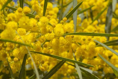 Akasya ile doğal artalan