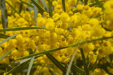 Akasya ile doğal artalan