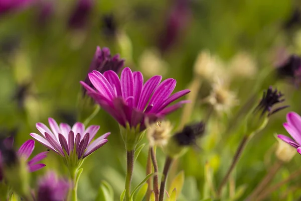 Floração fundo Osteospermum — Fotografia de Stock