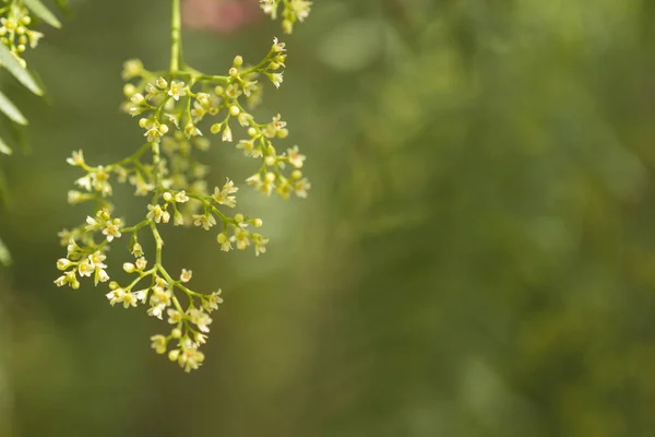 Schinus molle, peruánský pepř — Stock fotografie