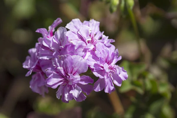 Fondo de pelargonio de floración —  Fotos de Stock