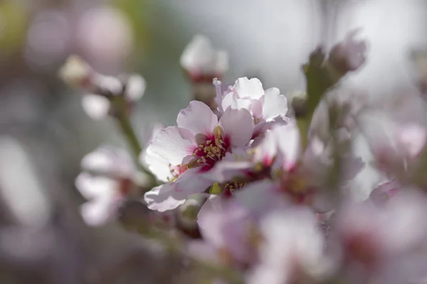 Flowering almond background — Stock Photo, Image