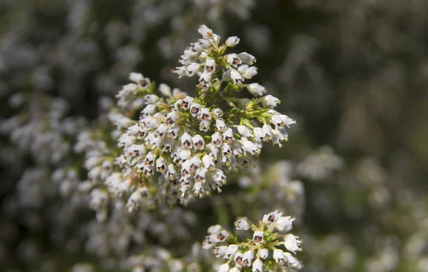 Flora de Gran Canaria - rama floreciente de Erica arborea — Foto de Stock