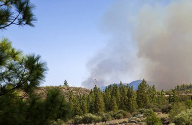 Büyük Kanarya, ateş