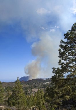 Büyük Kanarya, ateş