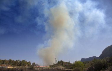 Büyük Kanarya, ateş