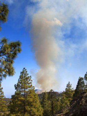Büyük Kanarya, ateş