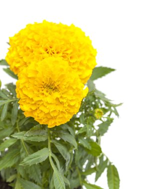 Tagetes beyaz izole
