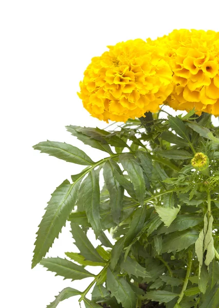 Tagetes isolated on white — Stock Photo, Image