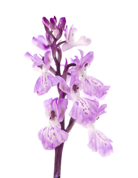 Flora van Gran Canaria-Orchis patens — Stockfoto