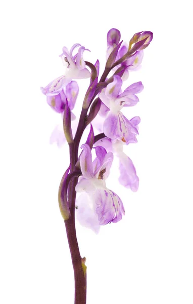 Flora of Gran Canaria - Orchis patens — Stock Photo, Image