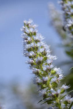 Gran Canaria - Echium florası