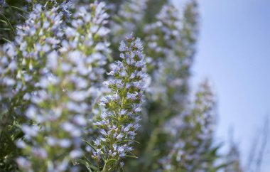 Gran Canaria - Echium florası