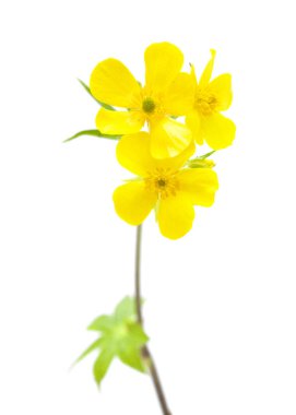 Gran Canaria - tipik cortusifolius florası