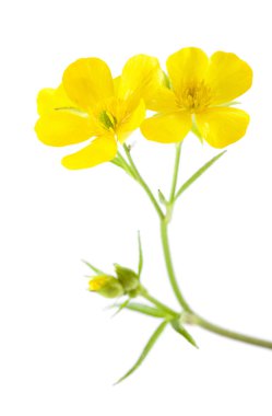 Gran Canaria - tipik cortusifolius florası