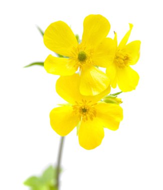 Gran Canaria - tipik cortusifolius florası