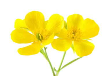 Gran Canaria - tipik cortusifolius florası