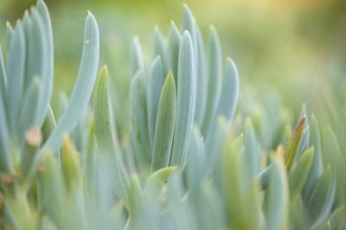 Senecio mandraliscae arka plan