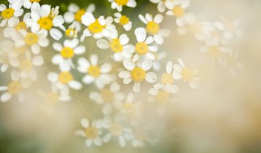 Fora Gran Canaria arka plan