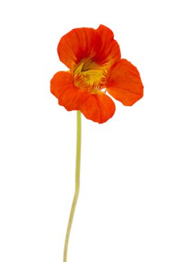 Gran Canaria - Tropaeolum majus florası