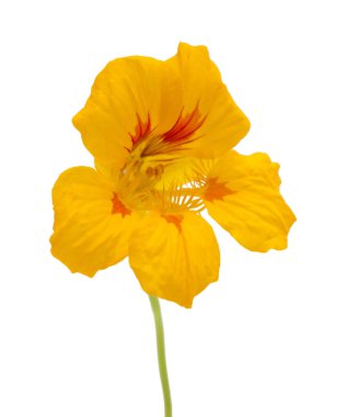 Gran Canaria - Tropaeolum majus florası