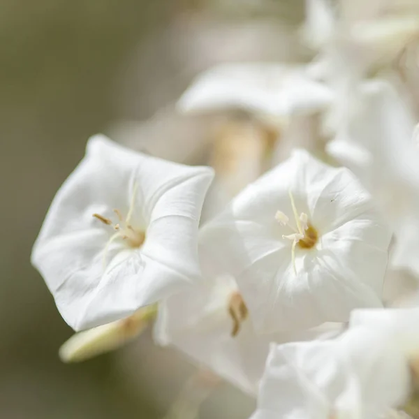 Blomning av Convolvulus floridus — Stockfoto