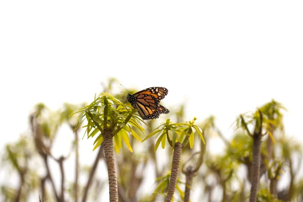 Бабочка монарха на растениях — стоковое фото