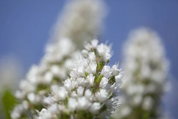 Flora z Gran Canaria - Hadinec — Stock fotografie