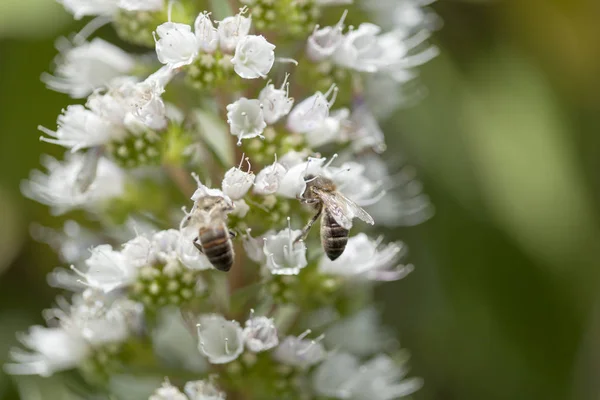 Flore de Gran Canaria - Echium — Photo