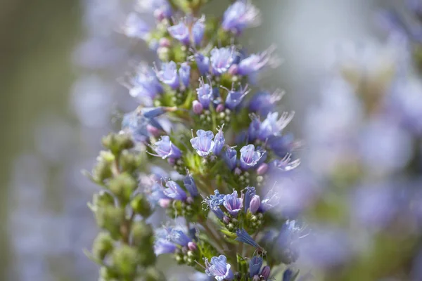 Robotskapade stubbar om Gran Canaria - Echium — Stockfoto