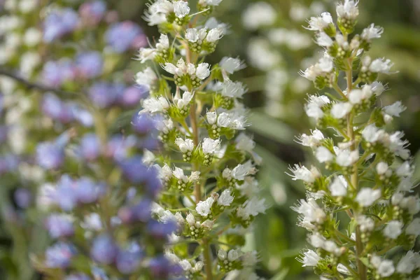 Gran Canaria - Echium florası — Stok fotoğraf