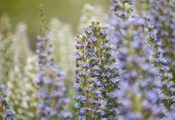 Robotskapade stubbar om Gran Canaria - Echium — Stockfoto